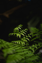 Close up of fern branches on black background © Dmytro Hai