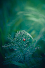 green leaf and ladybug © Дмитро