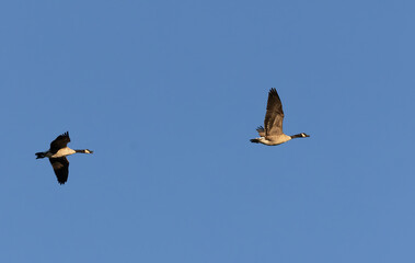 Two Canada Geese Flying Across Clear Blue Sky © Christine Donnelly