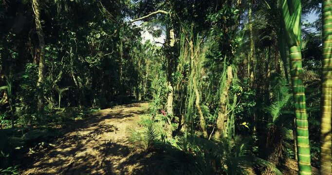 shaded jungle path ascending between palms and bamboo, ideal for botanist survey and fieldwork, dense undergrowth and canopy create humid microclimate