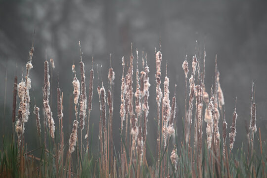 Bulrush heads (Typha latifolia) going to seed in foggy weather.