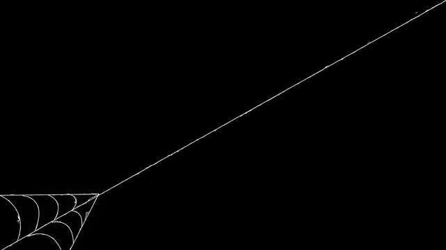 Superhero style spider web shooting animation on black screen, dynamic tension motion design,Halloween horror VFX overlay, Video transition with spider web in 4K animation video