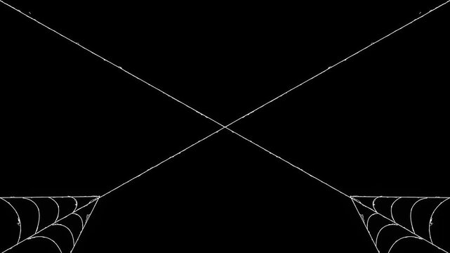 Elegant white spider web rapidly expanding and contracting with elastic silk thread motion ,spooky Halloween spider web overlay on clean black background,4k video