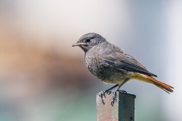 Młoda pleszka (zwyczajna) (Phoenicurus phoenicurus) © Janusz Lipiński