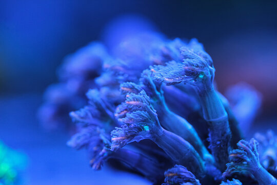 Soft focus macro of feathery coral polyps with blue fluorescence in a reef aquarium