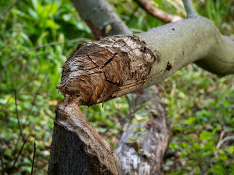 Bark splits apart in a jagged, natural fracture