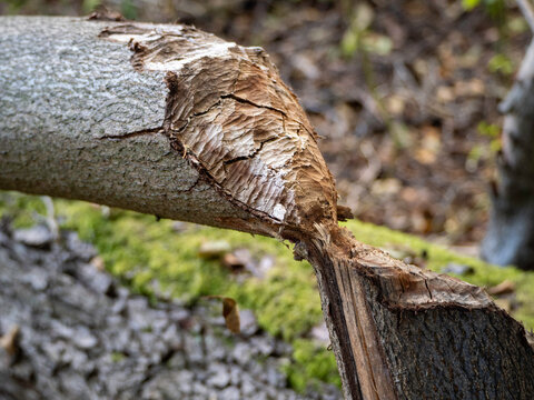 Bark splits apart in a jagged, natural fracture
