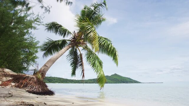 Beach travel vacation tropical paradise getaway on coral reef island atoll with idyllic pristine ocean crystal clear turquoise water lagoon. Perfect honeymoon destination background. Real Raw Video