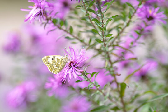 butterfly on a purple aster flower in the garden, shallow depth of aster flower 
