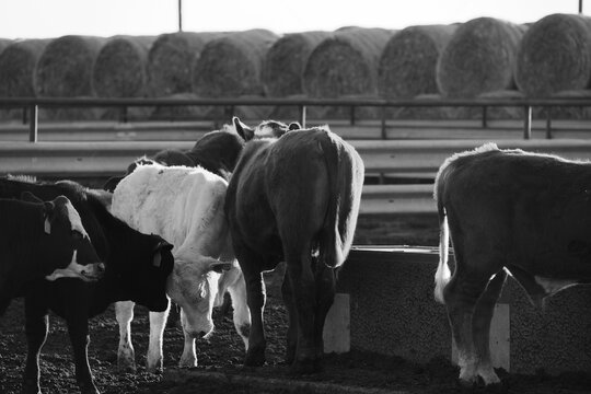 Beef Cattle in Feedlot with Hay Bales in Black and White
