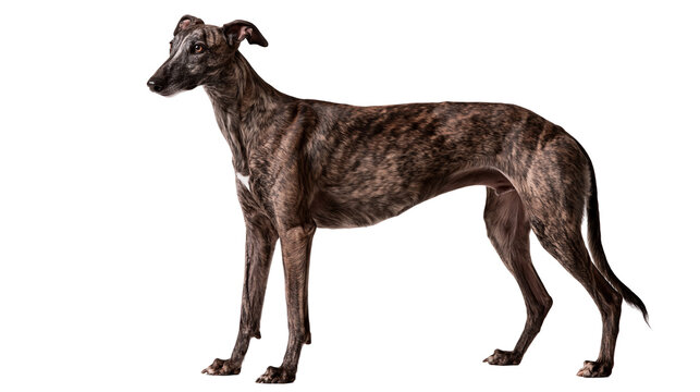 Brindle greyhound dog standing in profile view