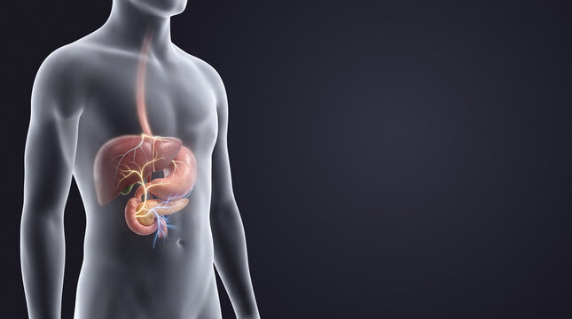 Human digestive system organs in male torso 3D illustration