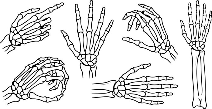 Set of human hand skeleton illustrations in various poses