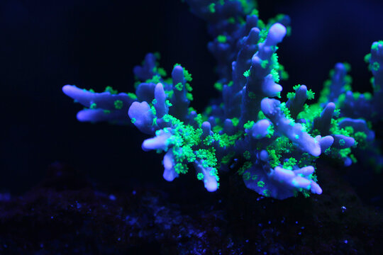 Branching stony coral with fluorescent green polyps glowing in a dark reef aquarium