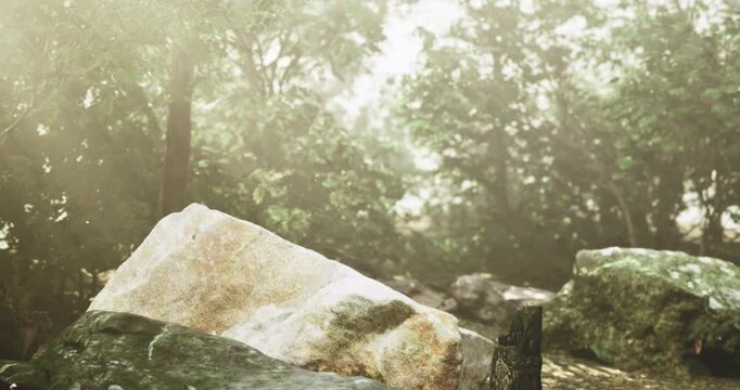 Shaded forest clearing with large stone ledge and fern fringe, intimate picnic suggestion or quiet reading nook, secluded retreat mood and soft light.