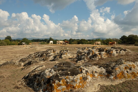 A herd grazing on a farm in Etruscan territory near Cerveteri, in central Italy.