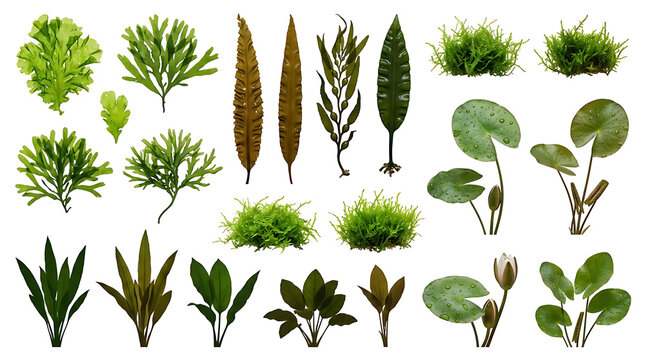 Set of green aquatic plants and water weeds for garden pond or aquarium decoration featuring various leaves and stems for nature design projects and landscape gardening graphics
