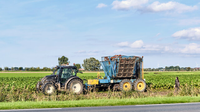 Autumn harvest season in Hoogwoud, black Valtra tractor pulling a blue Edenhall beet harvester through a field in the Netherlands for agricultural work