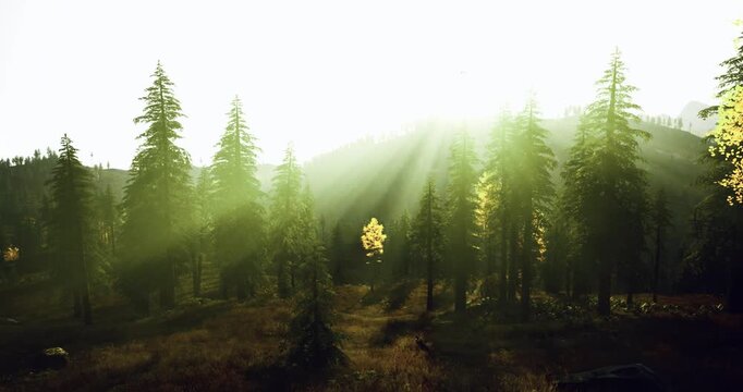 Beacon tree glows in misty woodland, luminous halo and sacred stillness suggest spiritual pilgrimage or meditative retreat, versatile for mindfulness and faith