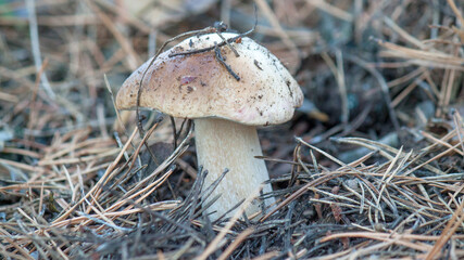mushroom in the forest © lazalnik