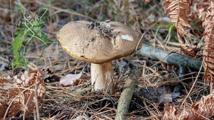 mushroom in the forest © lazalnik