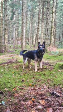 Alert German Shepherd beside its owner in a forest. The attentive dog conveys vigilance, protection, loyalty and the instinct to guard its surroundings.