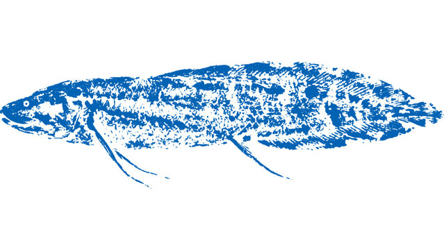 West African Lungfish Gyotaku fishing ink print 003