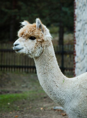 Fototapeta premium Bliski portret Alpaki