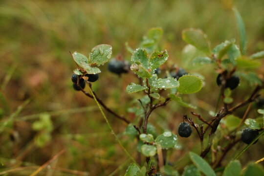 ants in the forest