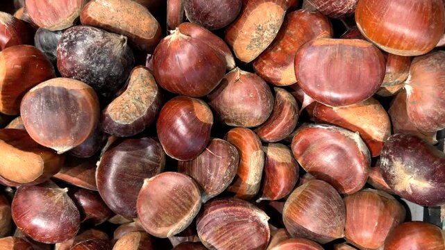 Full frame traking shot on many fresh raw brown chestnuts piled together, showcasing their glossy texture and rich autumn colors.