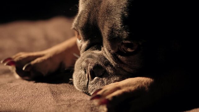 Cute Bulldog Pet Opening Eyes and Leaving the Frame in Living Room