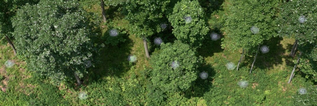 Aerial view of a dense forest canopy with undergrowth