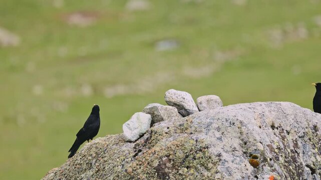 A pair of Alpine jackdaws plays on a rock during mating season lat. Pyrrhocorax graculus, also known as the yellow-billed chough. Bird watching in the wild, slow motion video 120fps..