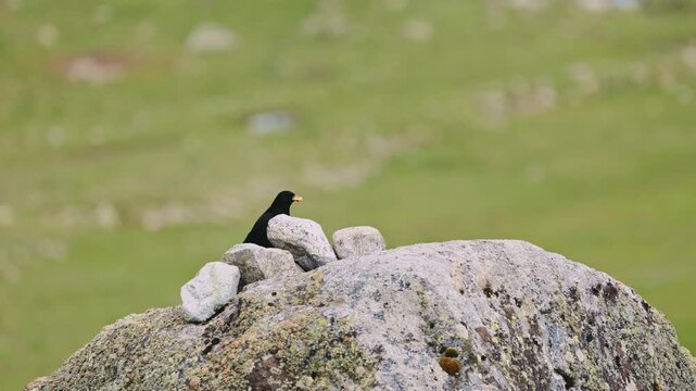 A pair of Alpine jackdaws plays on a rock during mating season lat. Pyrrhocorax graculus, also known as the yellow-billed chough. Bird watching in the wild, slow motion video 120fps..