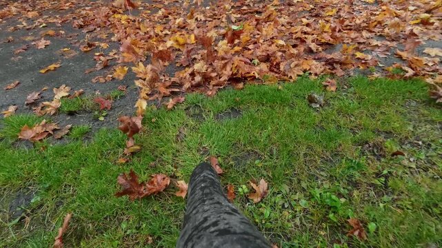 POV shot of leaf blower nozzle clearing orange maple leaves on wet grass in autumn