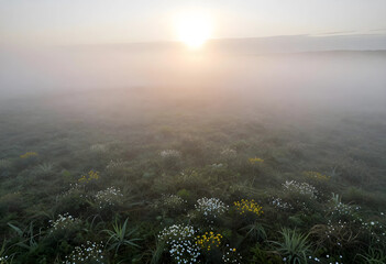 Naklejka premium Serenity and mindfulness, sunrise over a misty meadow with wildflowers in early morning light for wellness and mental health inspiration and peace