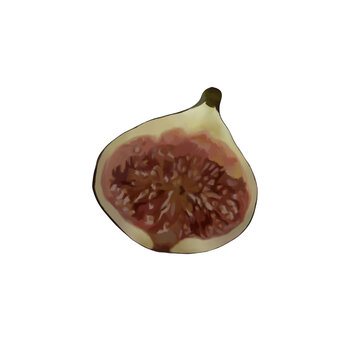 Handdrawn digital art Illustration of a Sliced Fig | fruit design element on transparent background