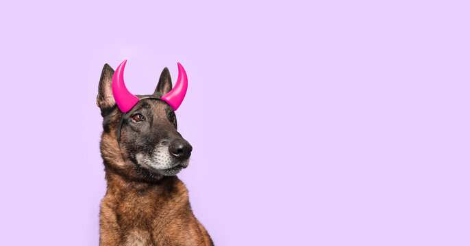 Belgian Malinois devil dog portrait with brindle pet wearing red horns, Halloween character, powerful canine expression, spooky humor, funny pet costume and seasonal celebration