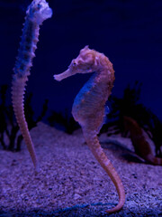 Fishers Seahorse in Blue Waters © David