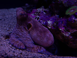 Day Octopus Under Coral Piece © David