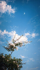 Fototapeta premium Flowers blooming under sky