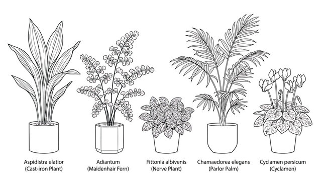 Set of five shade loving house plants in pots as a black and white