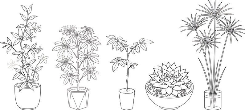 Five potted houseplants in a black and white line art illustration