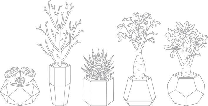 Five desert houseplants in geometric pots as a black and white line
