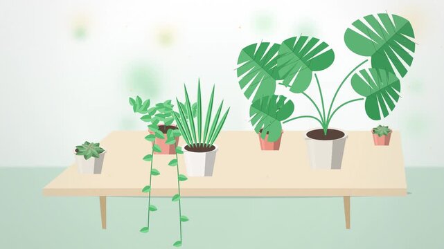 Houseplants growing on a table with a monstera leaf unfolding