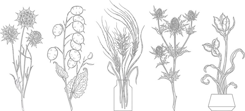 Botanical line art collection of wild plants and flowers in sketch