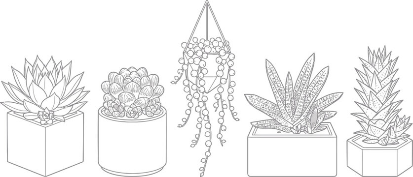 Botanical line art set of potted succulents and hanging plants