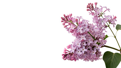 Beautiful aromatic purple lilac flower branches spring garden flora decoration isolated on transparent background © Arthur