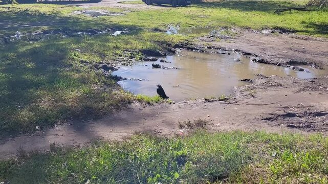 On a hot, sunny day, a jackdaw is bathing in a puddle