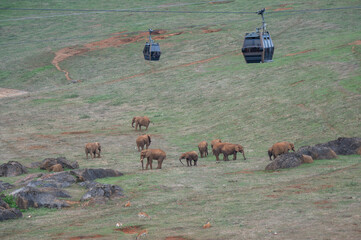 parque natural de Cabárceno, teleféricos y elefantes © daniel